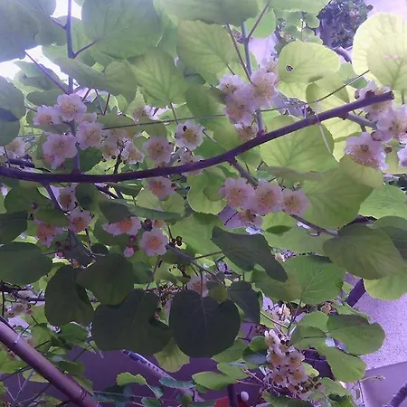 Family Andreev 酒店 2*