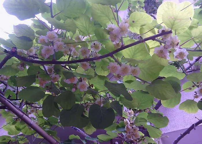 Family Andreev Szálloda 2*